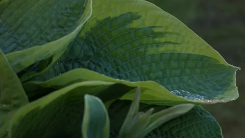 Water drops on leafs 2 Video stock 133448440