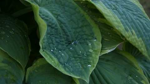 Water drops on leafs Video stock 133448507