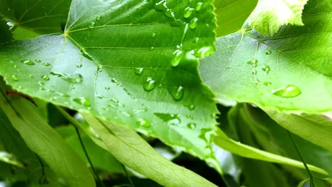Water Drops On Leafs Stock Footage 191488768
