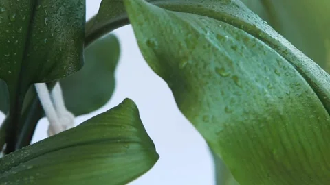 Water drops on the leaves of Eucharis. Stock Footage 141169883