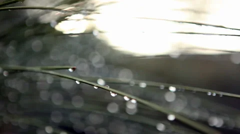 Water Drops On Leaves Stock Footage 35521990