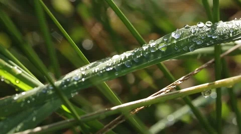 Water drops on leaves Stock Footage 42110984