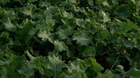 Water drops on leaves Stock Footage 73889441