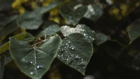 Water drops on leaves. Stock Footage 77019144
