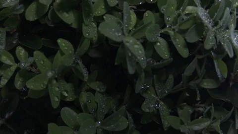 Water drops on the leaves Stock Footage 78865161
