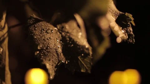 Water Drops on Leaves Stock-Footage 79576626