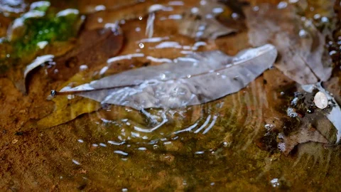 Water drops into leaves Stock Footage 104282141