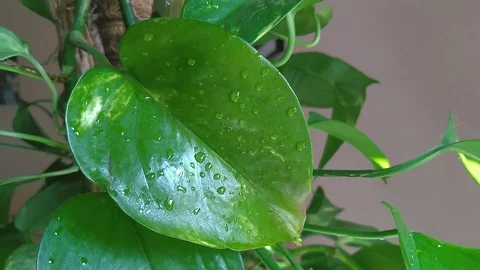 Water drops on leaves Stock Footage 113817048
