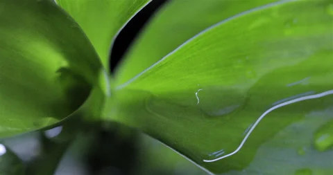 Water drops on the leaves.  Stock Footage 171272386