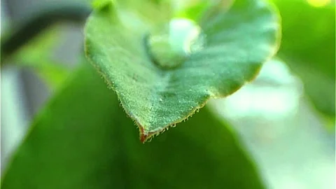 Water drops on leaves Stock Footage 250919863