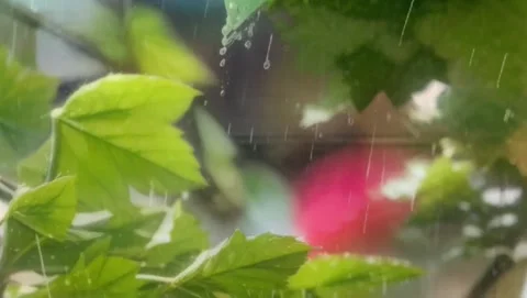 Water drops on the leaves Stock Footage 278394408