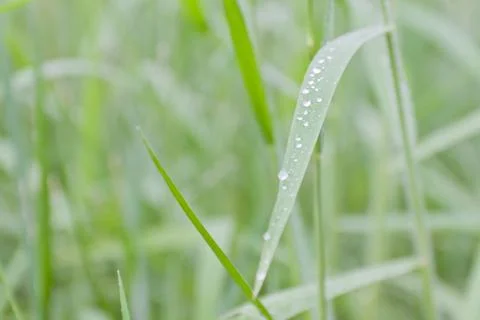 Water drops on leaves Stock Photos