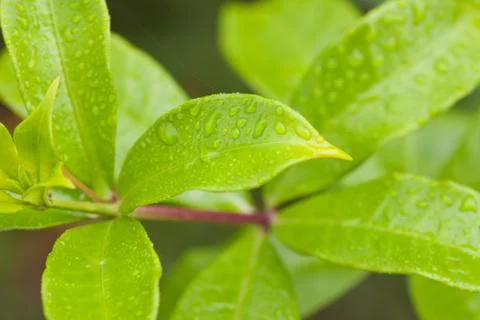 Water drops on leaves Stock Photos