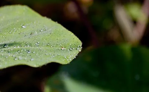 Water drops on leaves Stock Photos