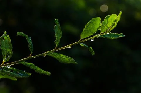 Water drops on leaves Stock Photos