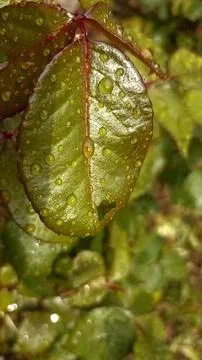 Water drops on the leaves Stock Photos