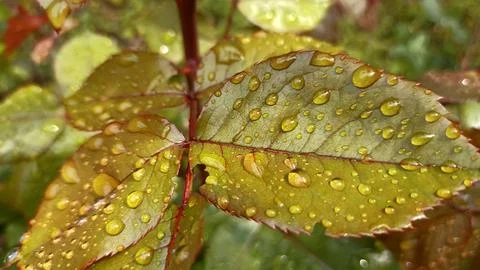 Water drops on the leaves Fotos de archivo