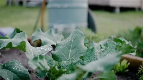 Water drops on leaves of young cabbage, growing at the backyard garden Stock-Footage 199869596