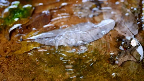 Water drops into leaves2 Stock Footage 104282091