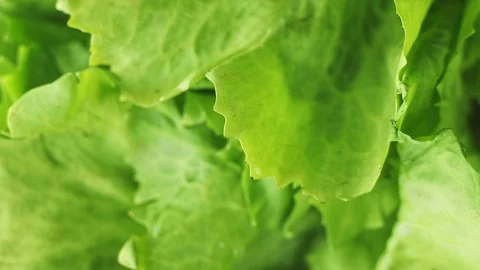 Water drops on lettuce Stock Footage 127159642