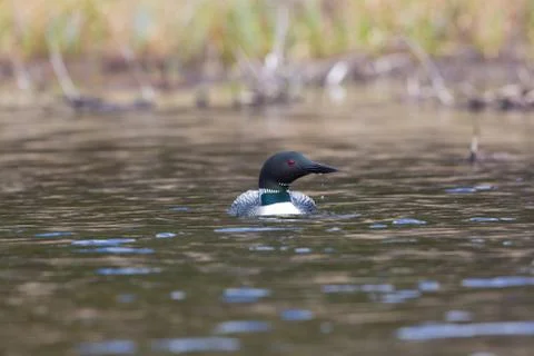 Water Drops Loon Фото