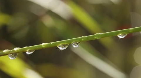 Water Drops Macro Stock Footage 42110910