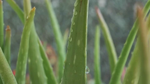 Water drops macro view on aloe vera spines in slow motion Stock Footage 128296732