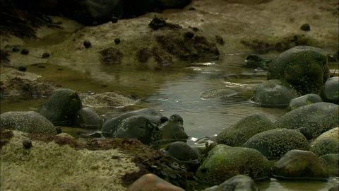 Water drops making ripples in puddle Video stock 95604674