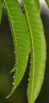 Water drops on the mango tree Foto stock