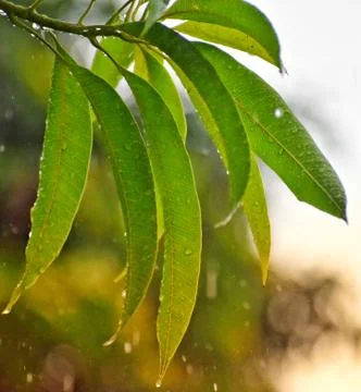 Water drops on the mango tree Stock Photos
