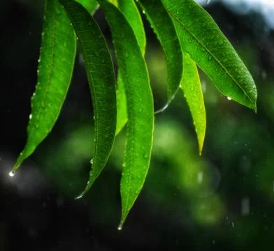 Water drops on the mango tree Foto stock