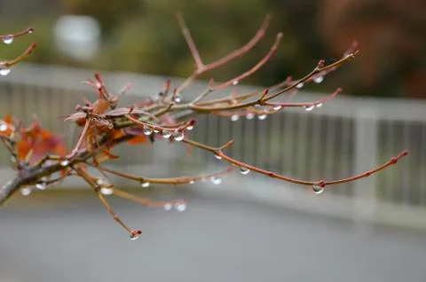 Water drops maple Stock Photos