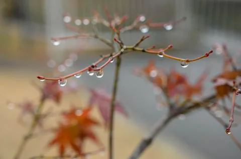Water drops maple Stock Photos
