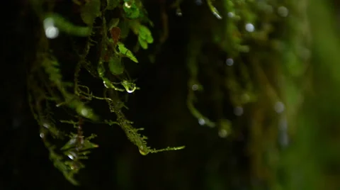 Water drops on moss Video stock 44204977