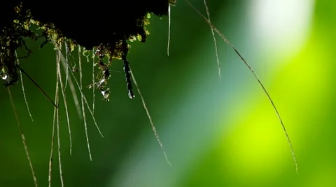 Water drops from the moss Stock Footage 49623386