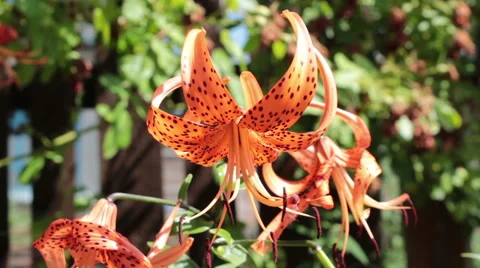 Water Drops On An Orange Flower Stock-Footage 61345581