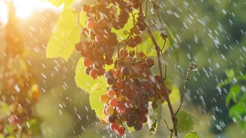 Water drops over vine leaves and red grapes. Stock Footage 80839637