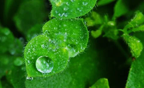 Water drops Stock Photos