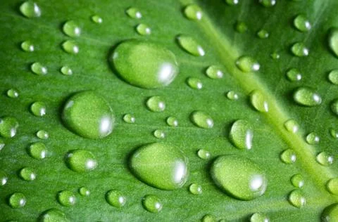 Water drops Stock Photos