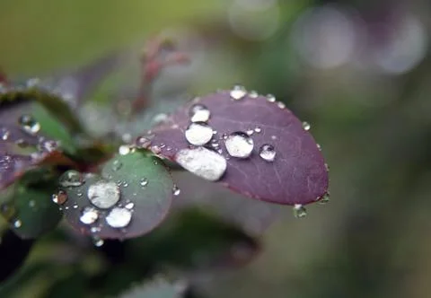 Water drops Foto stock