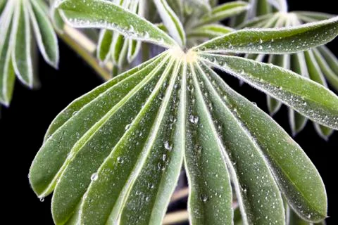 Water drops Stock Photos