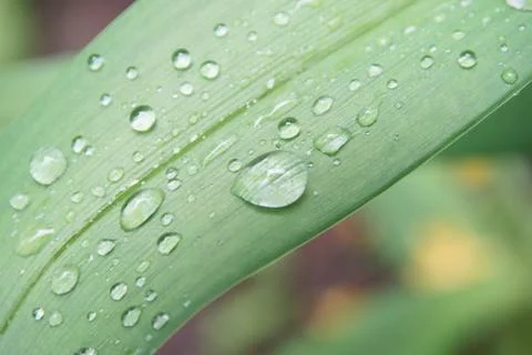 Water drops Stock Photos