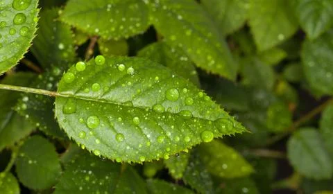 Water drops Stock Photos