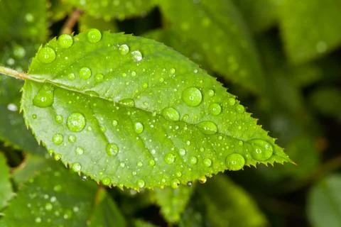 Water drops Stock Photos