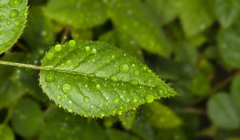 Water drops Stock Photos