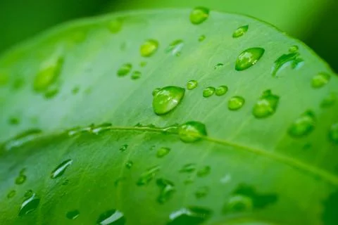 Water drops Stock Photos