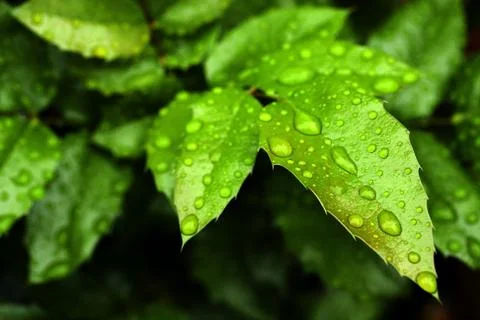 Water drops Stock Photos