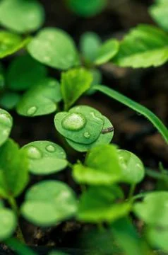 Water drops Stock Photos