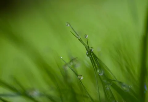 Water drops. Stock Photos