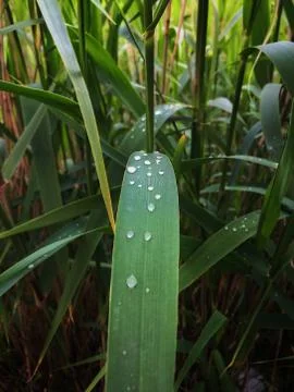 Water drops Foto stock